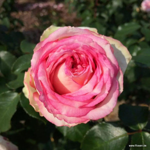 MAINE ROSE®